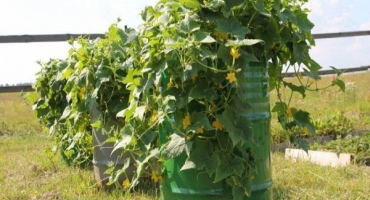 Jak zasadit a pěstovat okurky v sudu?